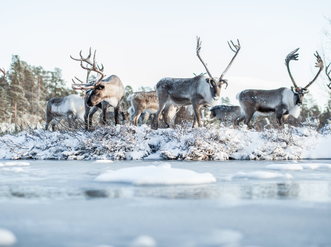 Inari Reindeer Farm景点图片