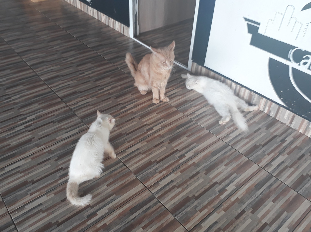 Cat Town景点图片