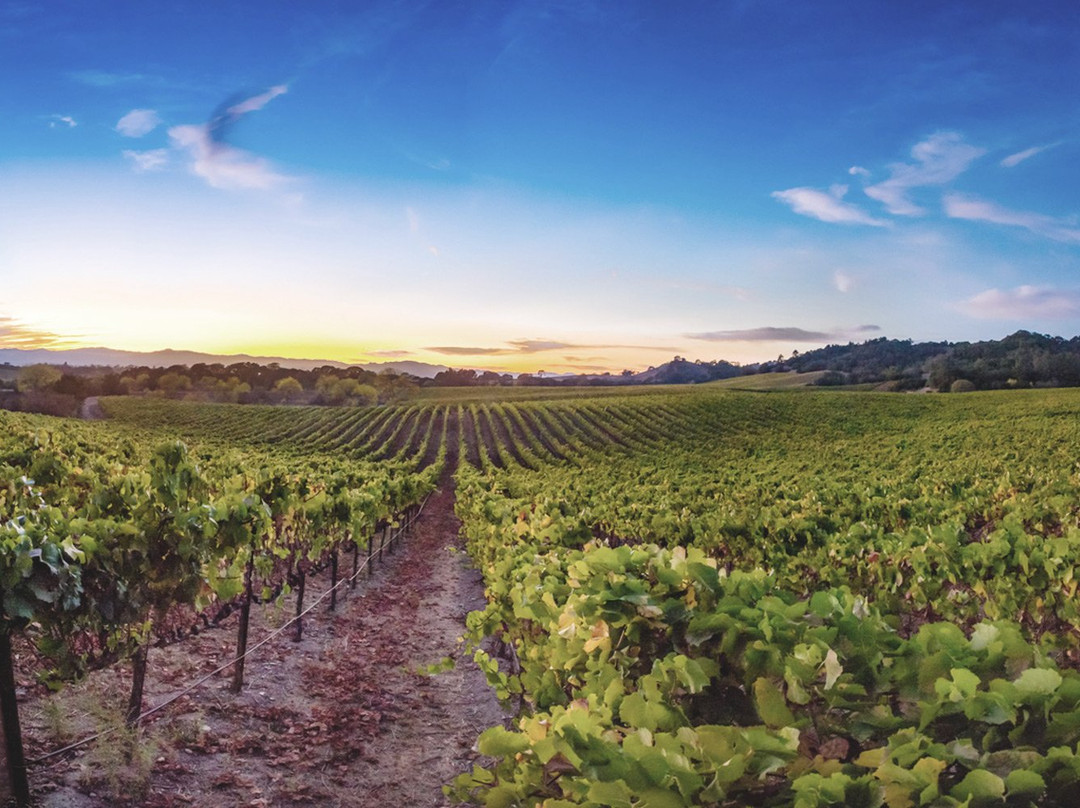Notre Vue Estate Winery & Vineyards景点图片
