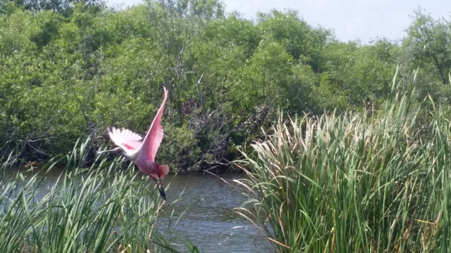 Parkland Airboat Rides-Parkland必去景点