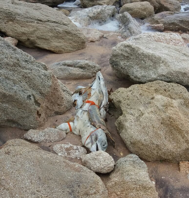 River to Sea Trail Preserve-Marineland必去景点