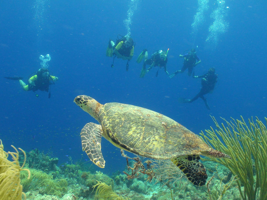 Coral Divers-威廉斯塔德必去景点