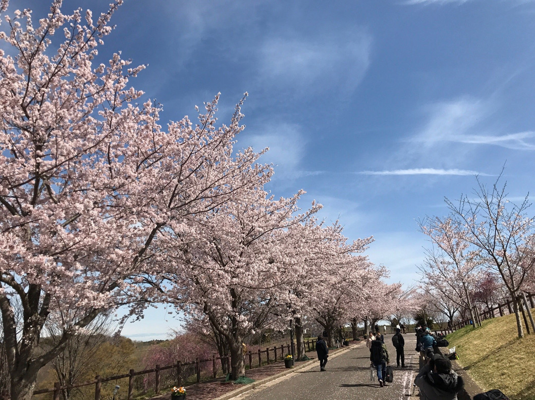 Sakura no yama Park-成田市必去景点