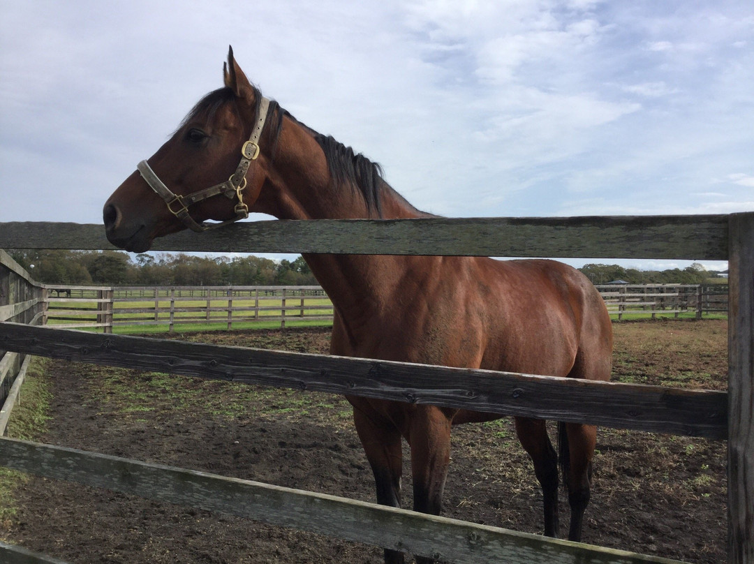 Breeders Stallions Station-日高町必去景点