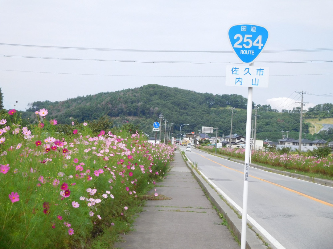 Cosmos Kaido-佐久市必去景点