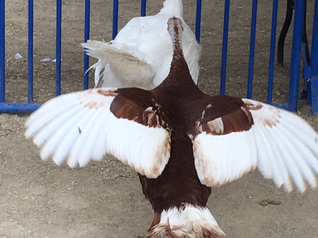 Santa Maria Fairpark-圣玛丽亚必去景点