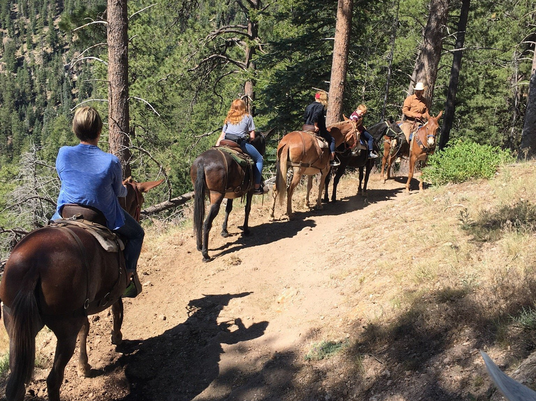 Grand Canyon North Rim Mule Rides -Tour-特罗皮克必去景点