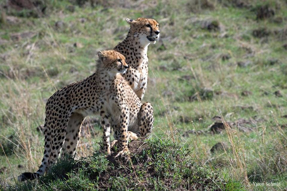 Olypunyata Swamp-马赛马拉国家野生动物保护区必去景点