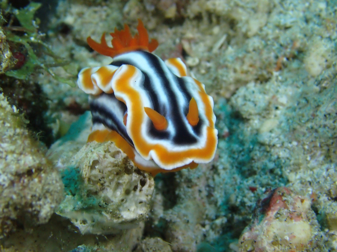 Napantao Marine Sanctuary-Padre Burgos必去景点