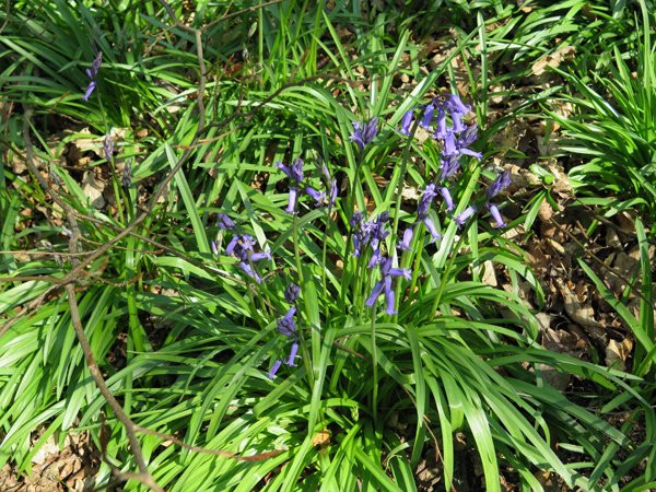 Ladies Spring Wood景点图片