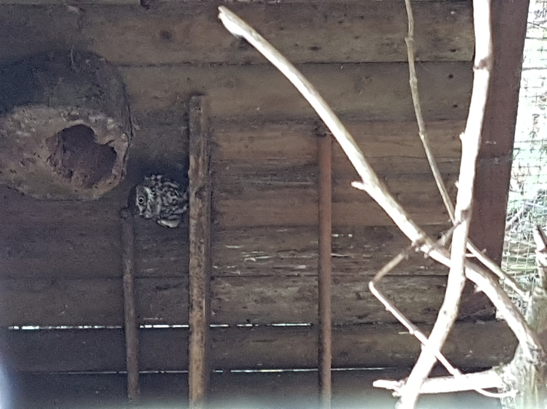Owlcatraz景点图片