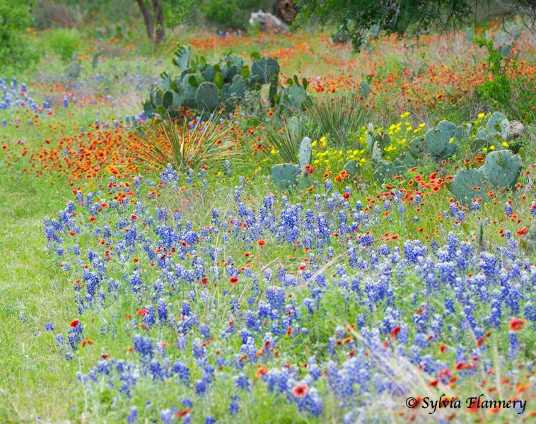 Canyon of the Eagles Nature Park-Burnet必去景点