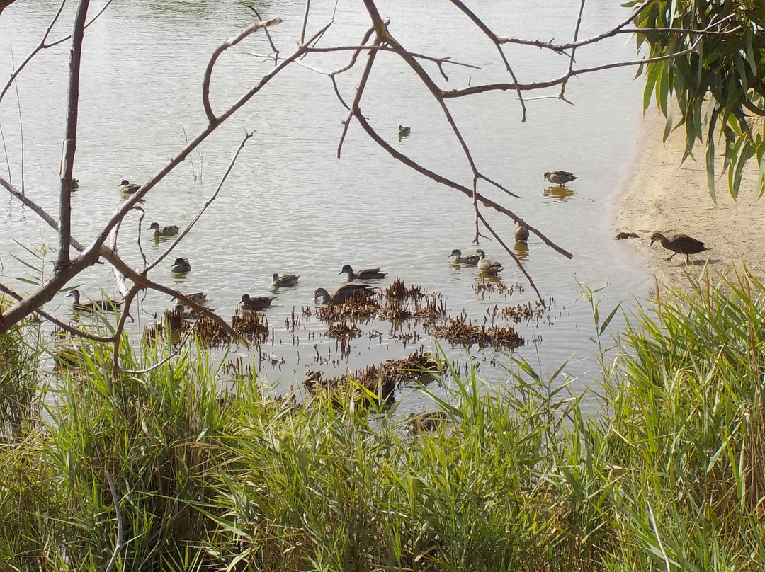 Edithvale-Seaford Wetlands-锡福德必去景点