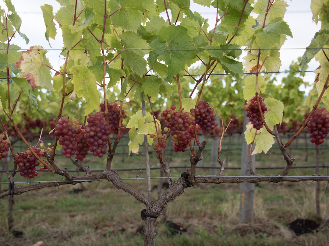 Beaufort Vineyard & Estate Winery景点图片