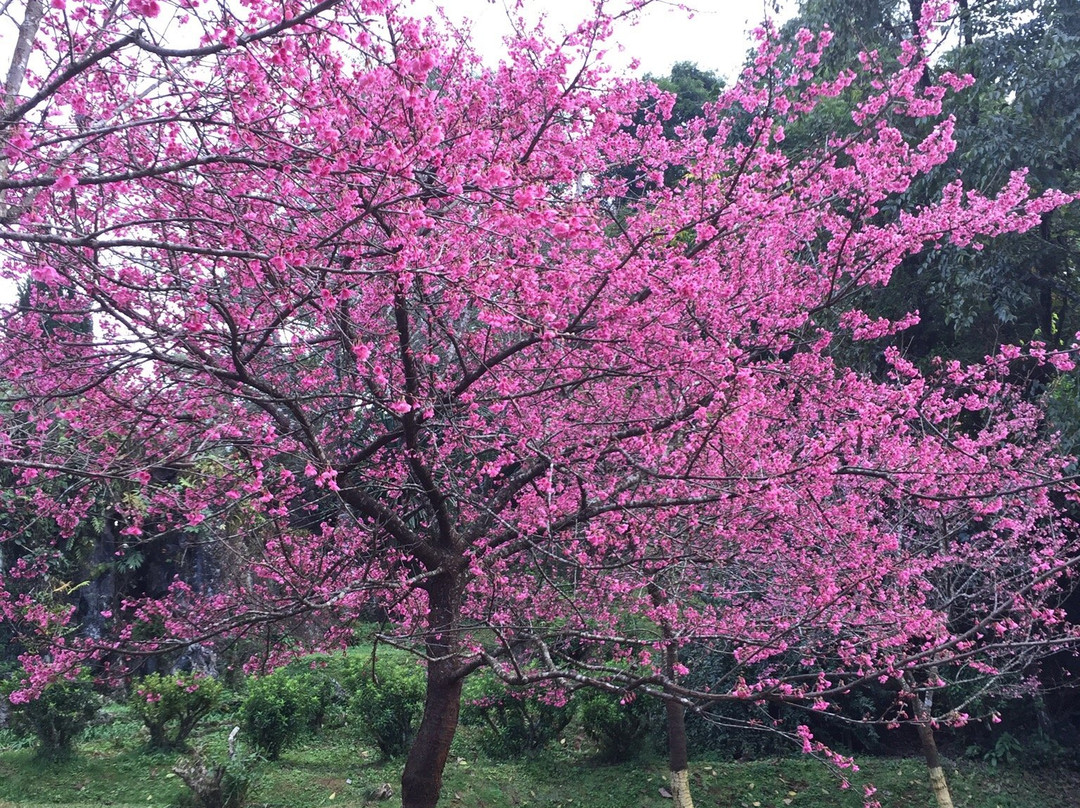 The Royal Agricultural Station Angkhang-芳县必去景点