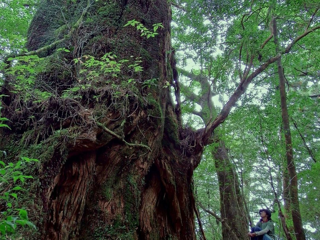 Yakushima Nature Activity Center (YNAC)-屋久岛必去景点
