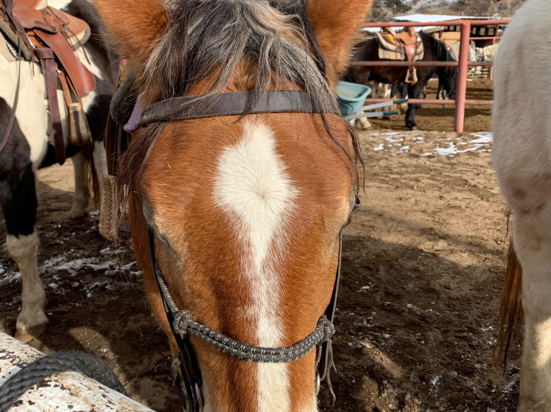 Sombrero Stables-埃斯蒂斯公园必去景点