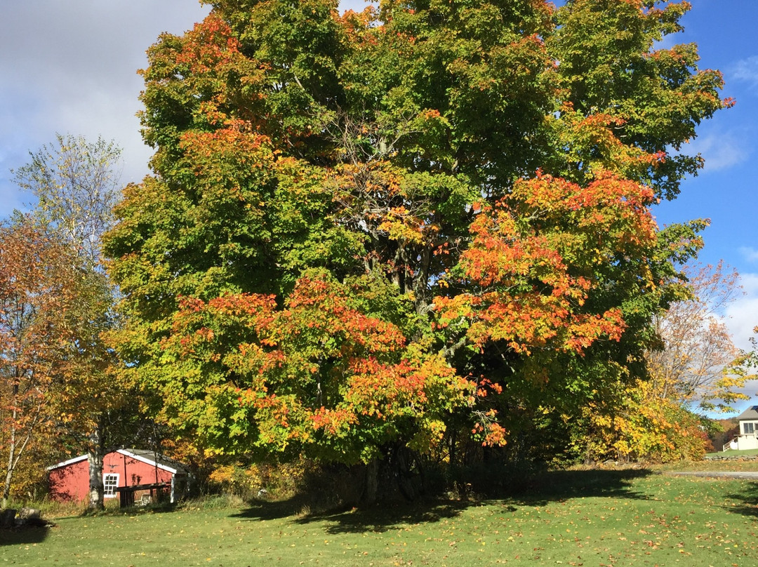 Cooper Hill Inn主图