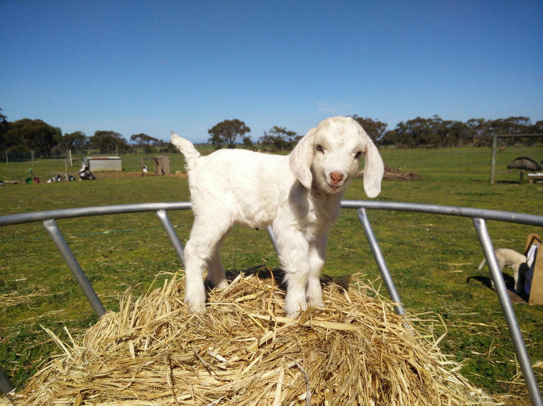 Goolwa Animal Farm景点图片