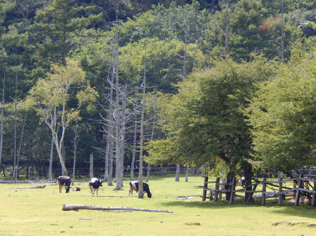 Kotoku Farm景点图片