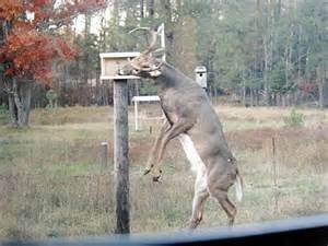 Boulder Junction Motor Lodge主图