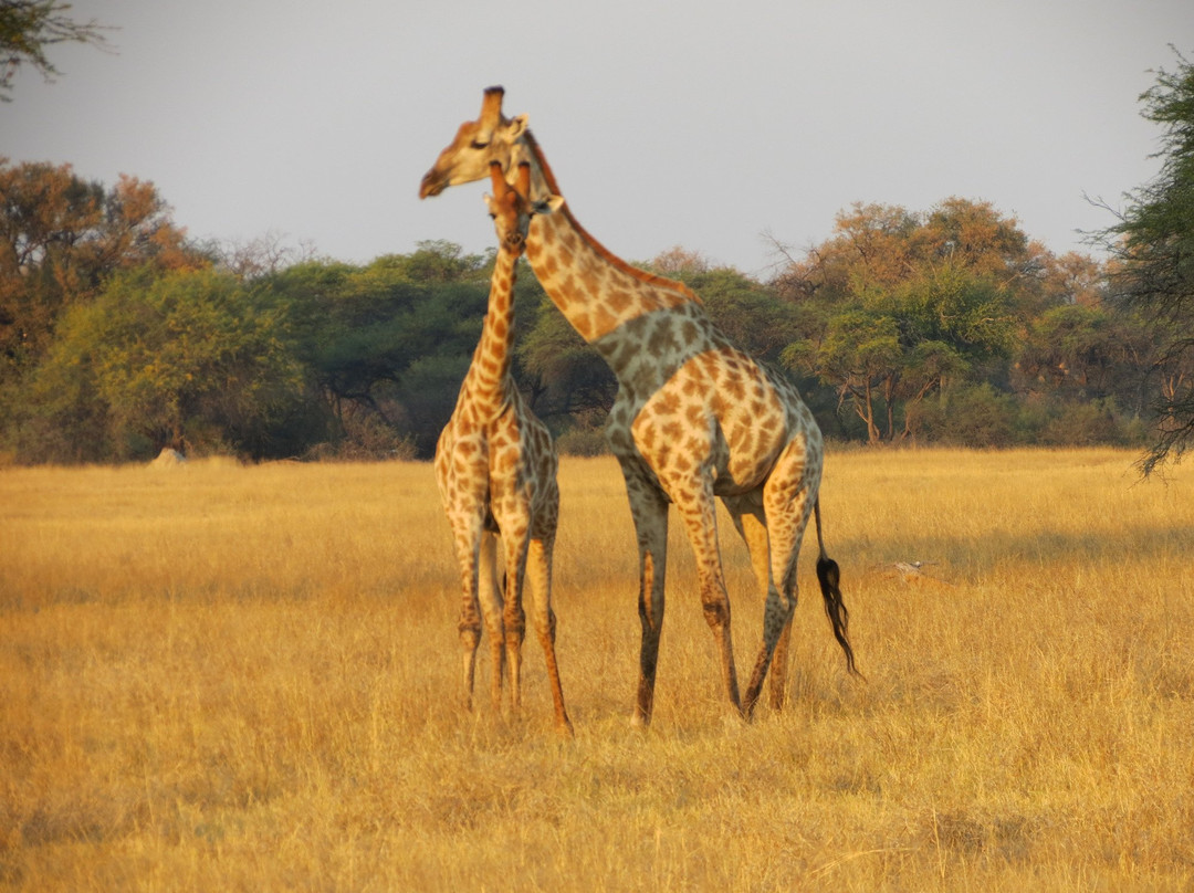 Hwange National Park景点图片