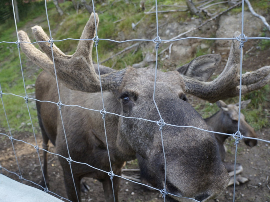 Moose af Anneröd-Uddevalla必去景点
