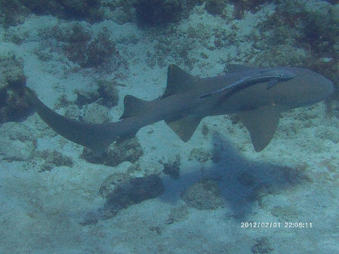 Desecheo Island NWR-吕康必去景点