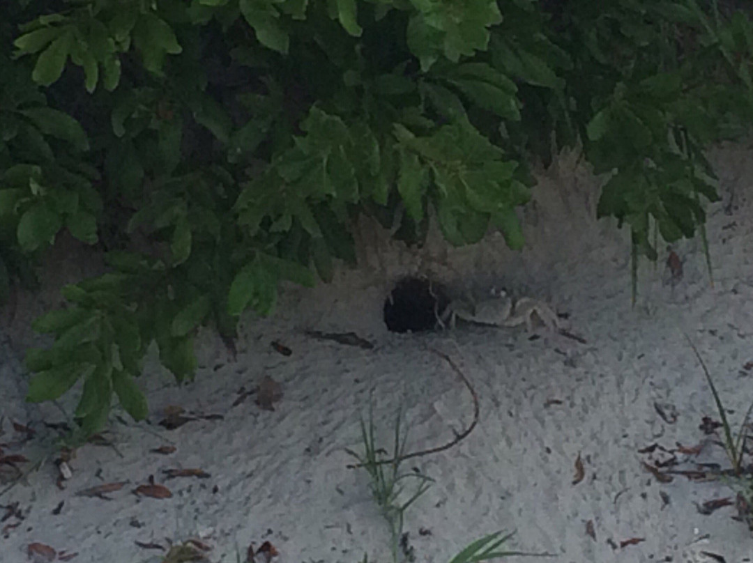 Cape May National Wildlife Refuge-开普梅考特豪斯必去景点