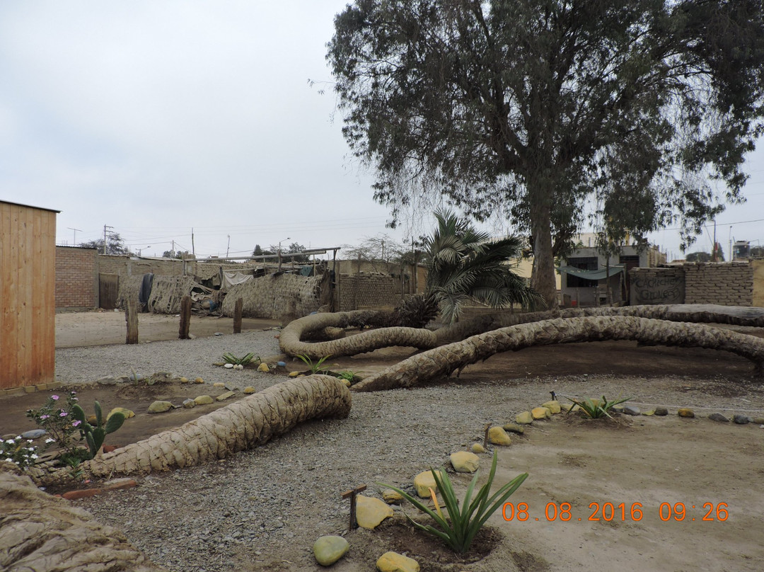 Palmera de Siete Cabezas-伊卡必去景点