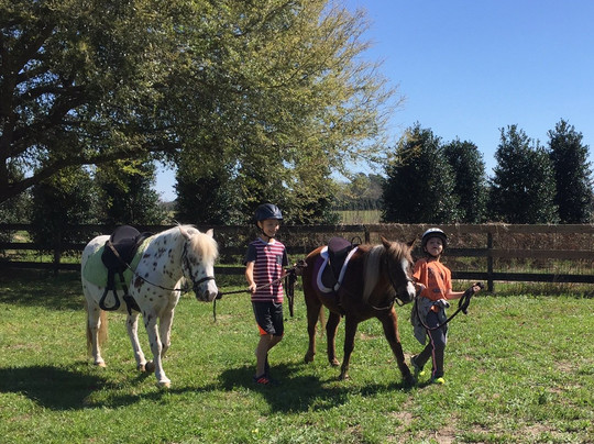 Party Animals Pony Rides-Morriston必去景点