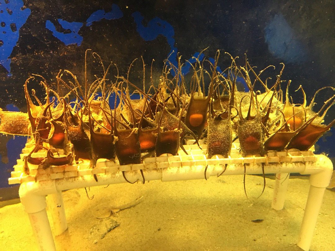 Exploration Center & Aquarium-纽波特必去景点