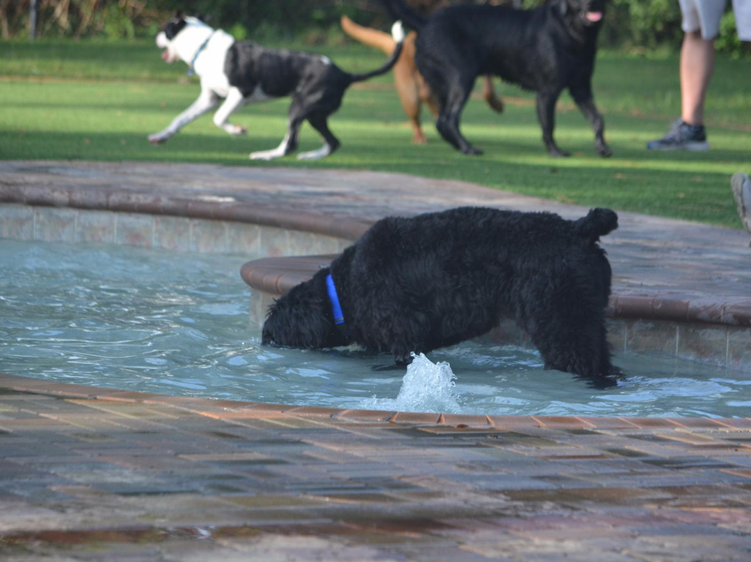 Nassau Humane Society Dog Park-费尔南迪纳岛必去景点
