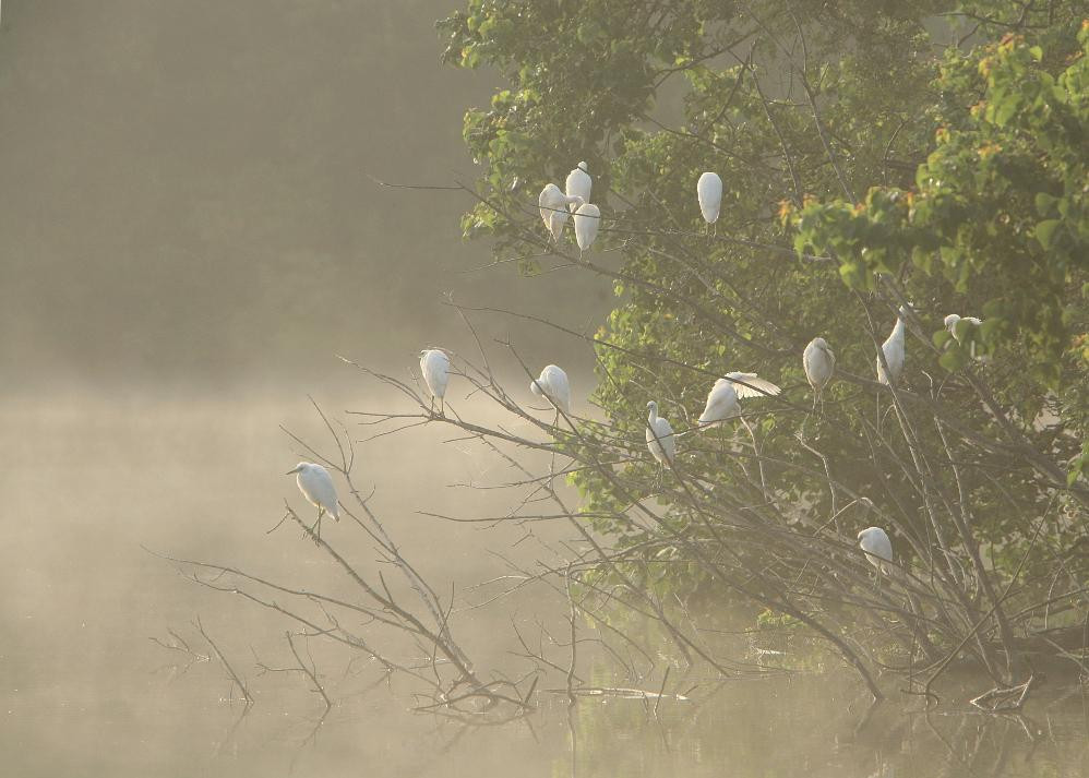 Bogue Chitto National Wildlife Refuge景点图片