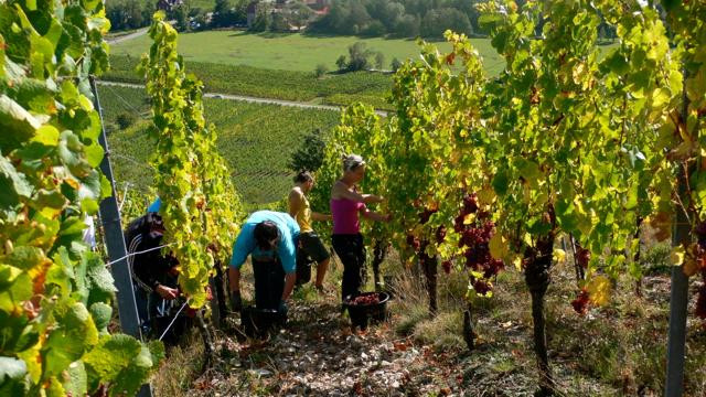 Domaine Jean-Paul Schmitt景点图片