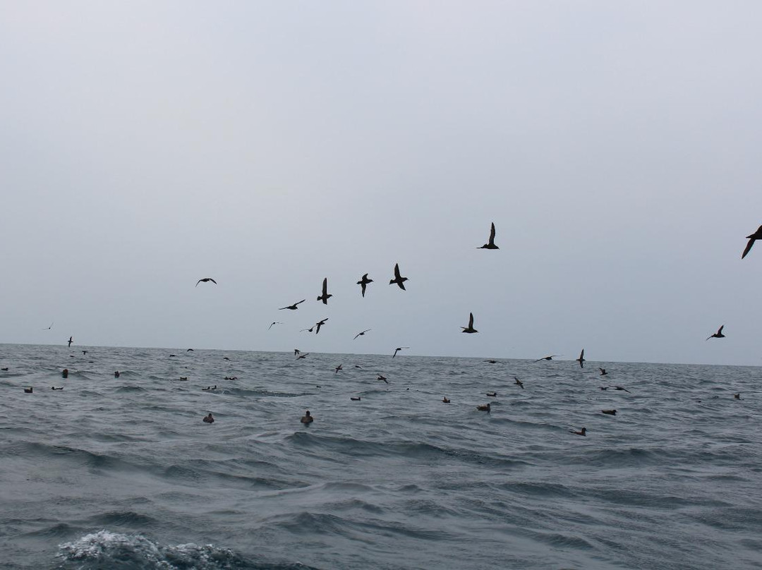 Kraken Tours-福斯特必去景点