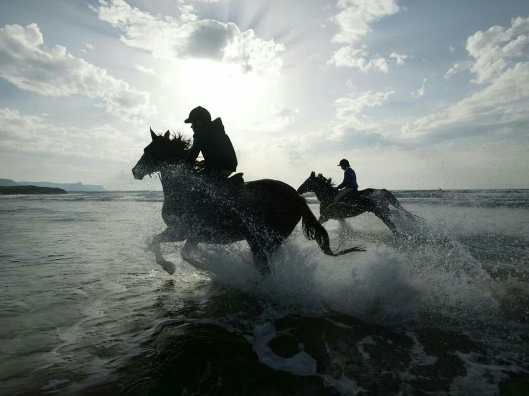 Assakaf Equine Centre景点图片
