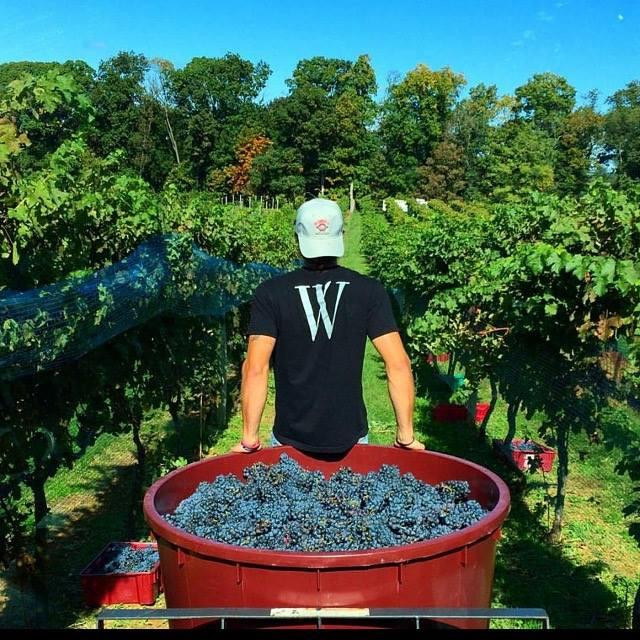 WayVine Winery & Vineyard景点图片