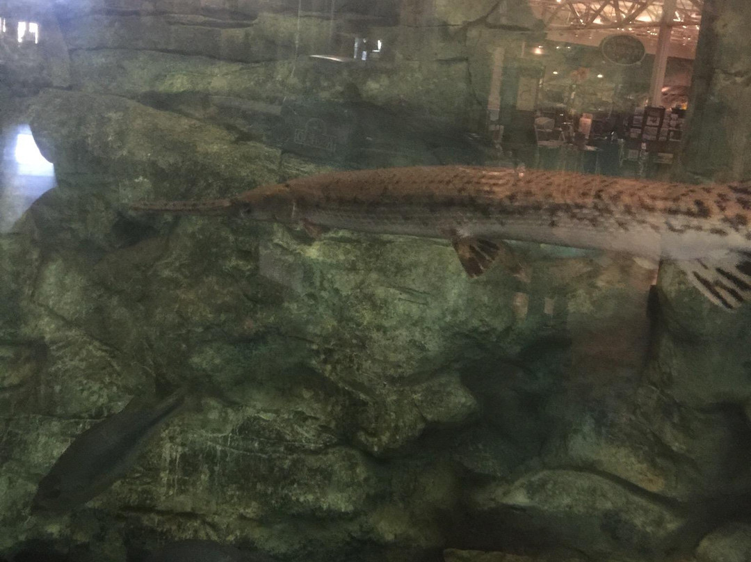 Bass Pro Shops-Spanish Fort必去景点