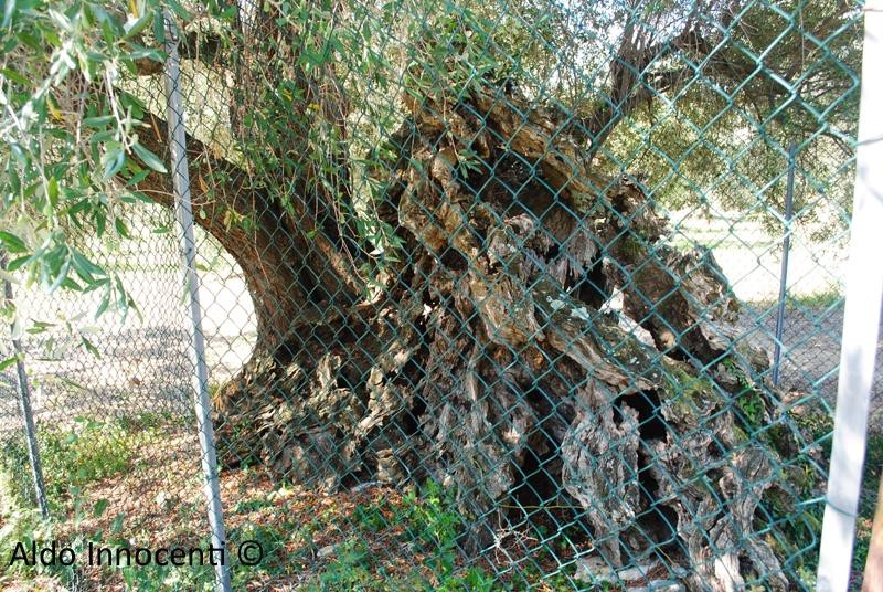 Olivo della Strega di Magliano in Toscana-Magliano in Toscana必去景点