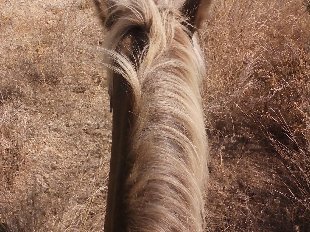 Horse Riding Kourkoumeli-科孚必去景点