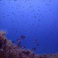 Dive'n Mallorca-Cala Ferrera必去景点