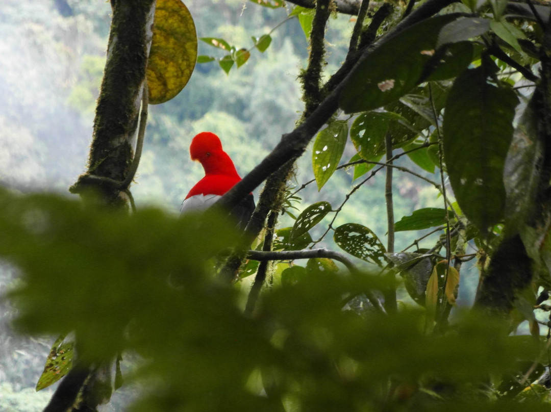 Las Tangaras Reserve (Reserva las Tangaras)-明多必去景点