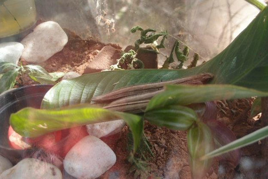 Borboletario de Osasco-Osasco必去景点