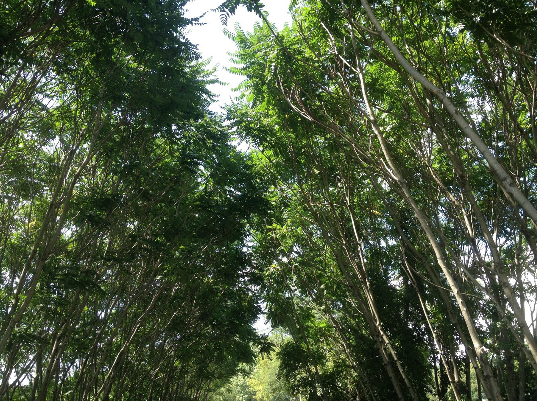 Tweetsie Trail-约翰逊城必去景点