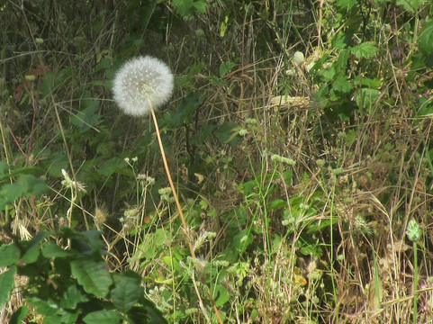 Fremont Peak State Park-San Juan Bautista必去景点