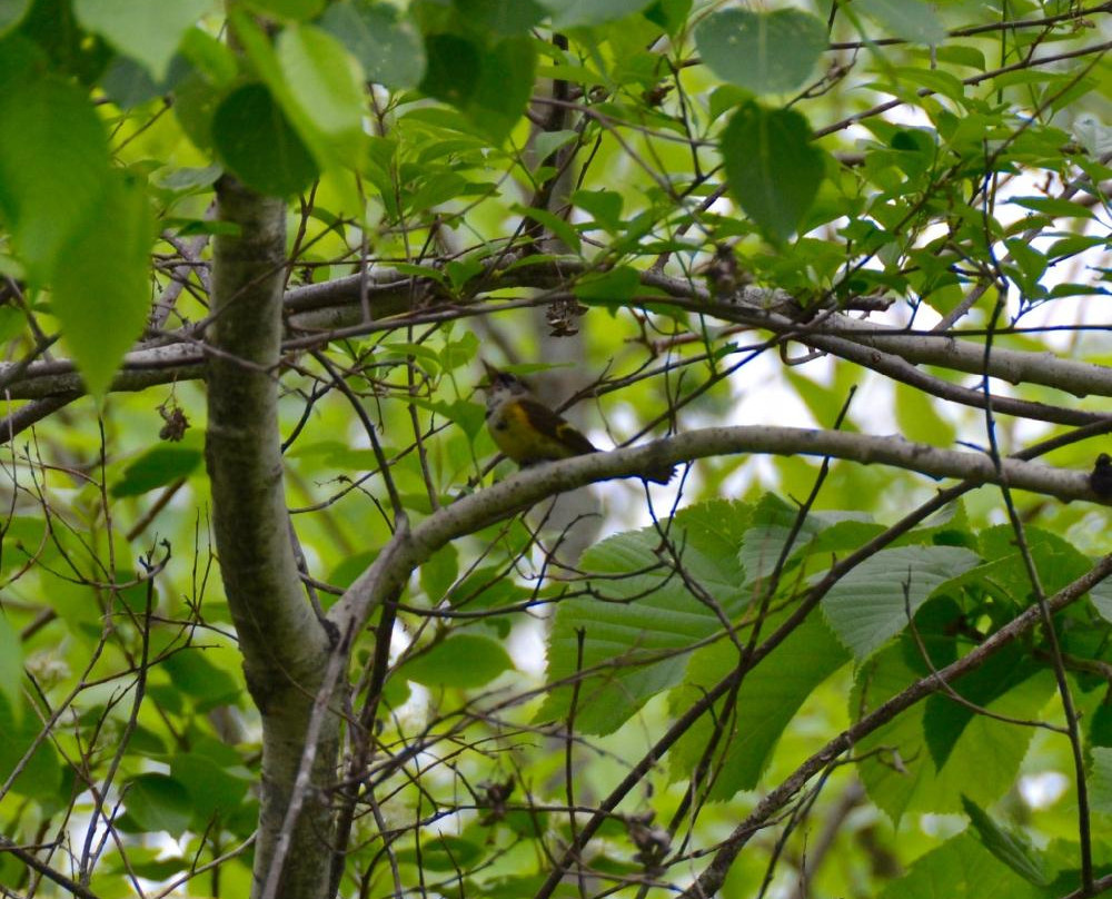 Matchedash Bay Provincial Wildlife Area景点图片