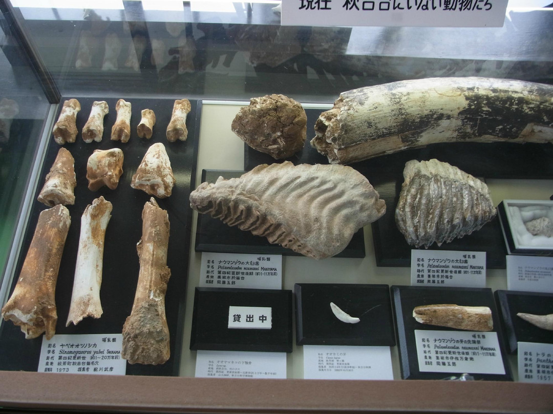 Akiyoshi-dai Museum of Natural History-美祢市必去景点