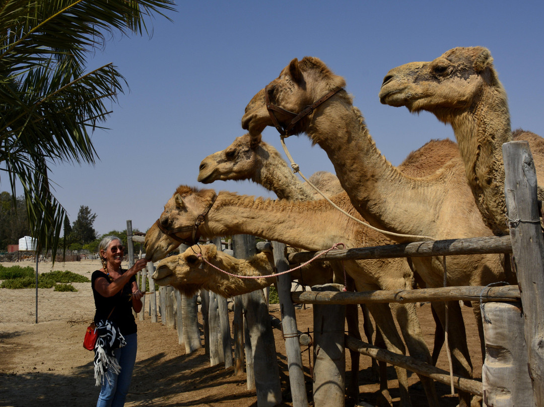 Swakopmund Camel Farm-斯瓦科普蒙德必去景点