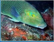 Barracuda Diving India-巴格海滩必去景点